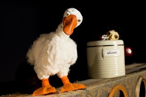 Eine weiße Gans steht vor einem weißen Eimer. Sie schaut den Betrachter an.