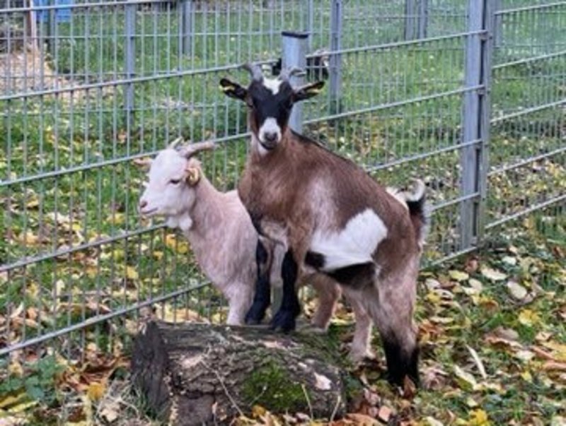 Eine dunkelbraune und eine weiße Ziege stehen mit den Vorderhufen auf einem liegenden Baumstamm.